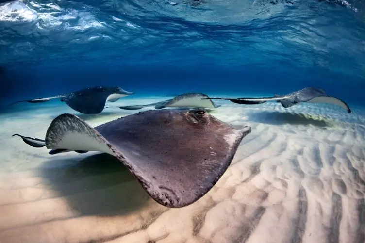 Three stingrays swimming through the Caribbean Sea. One of the best destinations to see wildlife. 