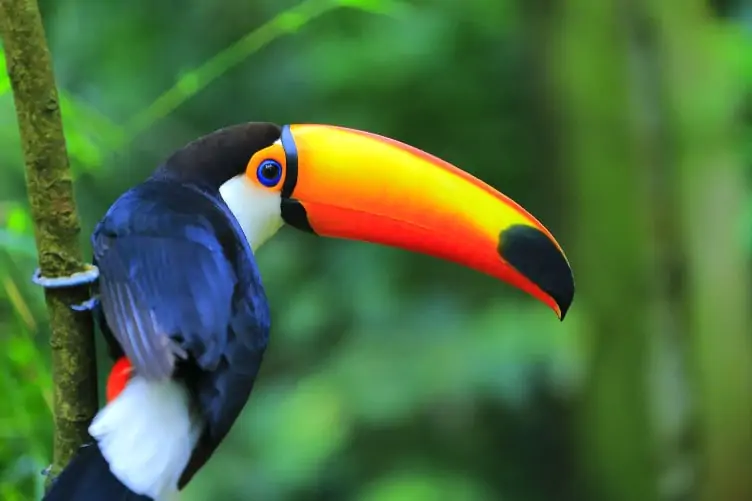 A colourful toucan on a branch in the Amazon rainforest. 