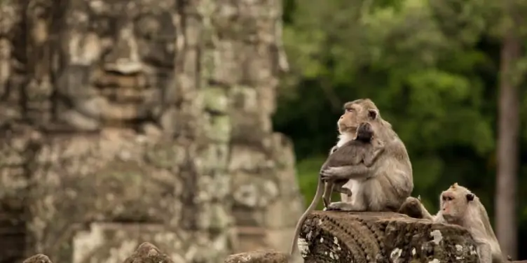 Adult monkey holding baby monkey in temple ruins
