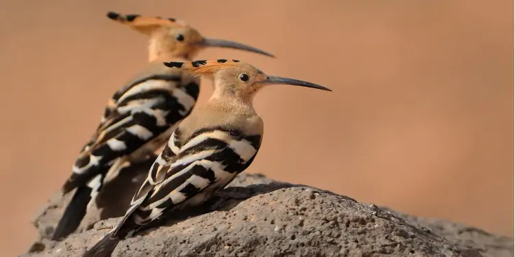 an image of Eurasian hoopoe, a bird found in Tenerife