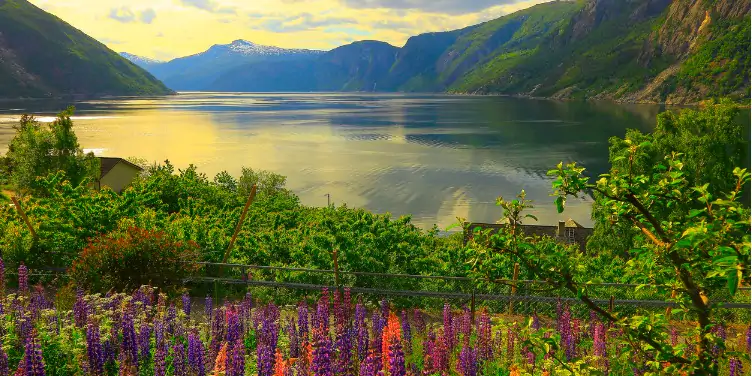  an image of lupines at sunset in Eidfjord, Norway