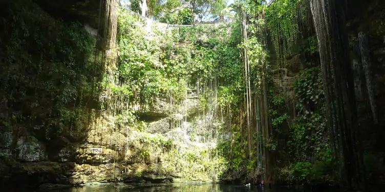The high, vertical rocky walls and hanging vines of Cenote Ik-Kil, Mexico from inside the sinkhole