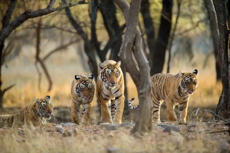 A tiger and her three adult cubs roaming through the trees in India.