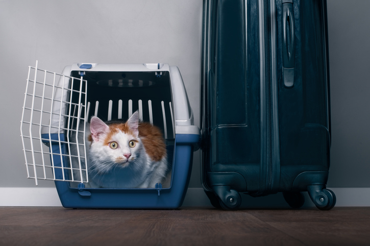 Cute tabby cat sit in a travel crate beside a suitcase and look anxiously sideways.