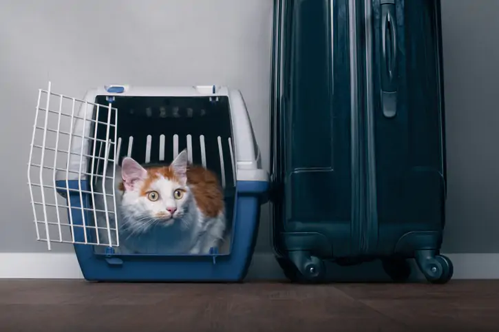 Cute tabby cat sit in a travel crate beside a suitcase and look anxiously sideways.