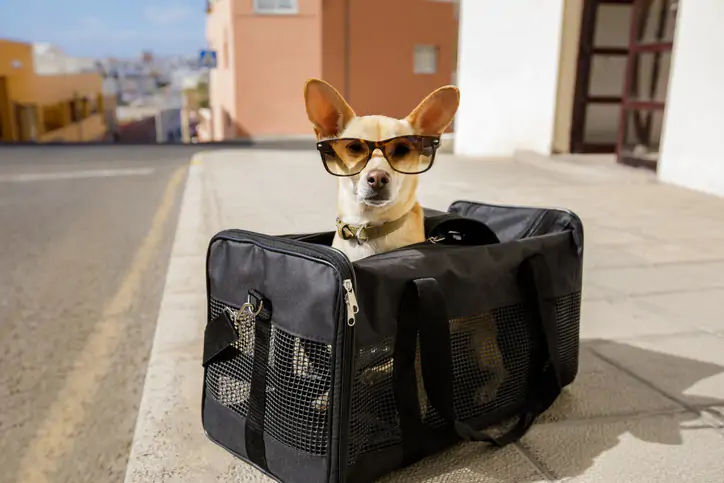 chihuahua dog in transport bag or box ready to travel as pet in cabin in plane or airplane , wearing sunglasses
